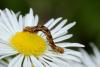 Eupithecia absinthiata